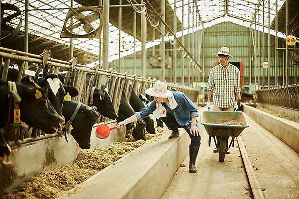 포토 JPG 주간 전신 남자 사진 서기 미소 20대 성인 야외 두명 앞모습 아웃포커스 친구 수레 한국인 농촌 시골 소 농부 먹이 귀농 바가지 여물 외양간 여물통 성인남자만 청년농부 국내포토 양주시 자연요소 직업 뷰포인트 농업 포유류 관계 모션 촬영기법 표정 사람 동양인 청년 카트 경기도 남자만 성인만 파일형식