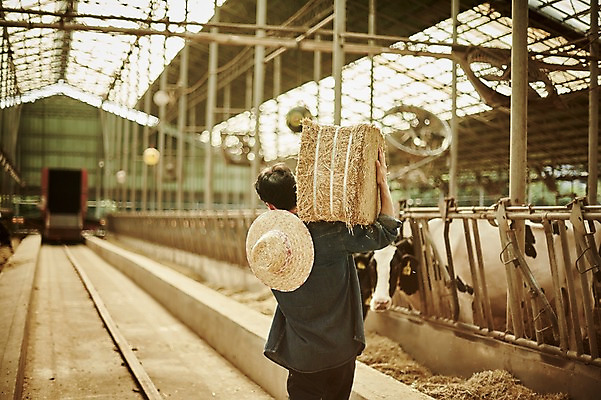 포토 JPG 주간 남자 사진 한명 서기 들기 상반신 20대 성인 야외 뒷모습 아웃포커스 한국인 농촌 시골 소 건초더미 농부 귀농 외양간 성인남자한명만 청년농부 국내포토 양주시 자연요소 직업 1 뷰포인트 농업 포유류 모션 촬영기법 사람 동양인 청년 건초 경기도 남자한명만 성인남자만 파일형식 더미