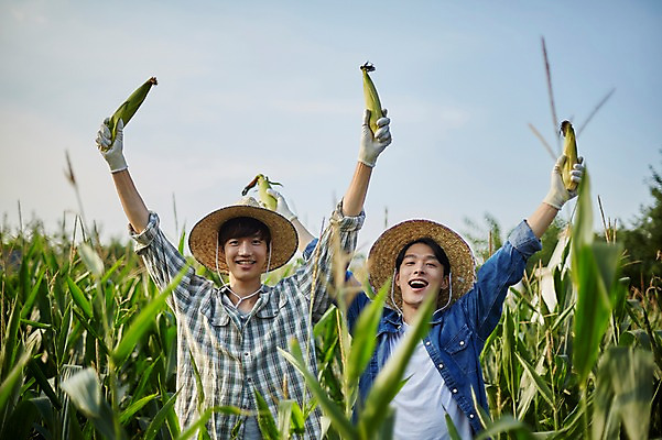 포토 JPG 주간 남자 농업 장난 사진 옥수수 서기 미소 들기 상반신 20대 성인 야외 두명 앞모습 아웃포커스 친구 손들기 농사 한국인 농촌 시골 농부 귀농 옥수수밭 성인남자만 청년농부 국내포토 양주시 자연요소 직업 산업 뷰포인트 밭 관계 모션 곡류 촬영기법 표정 사람 동양인 청년 경기도 남자만 성인만 파일형식
