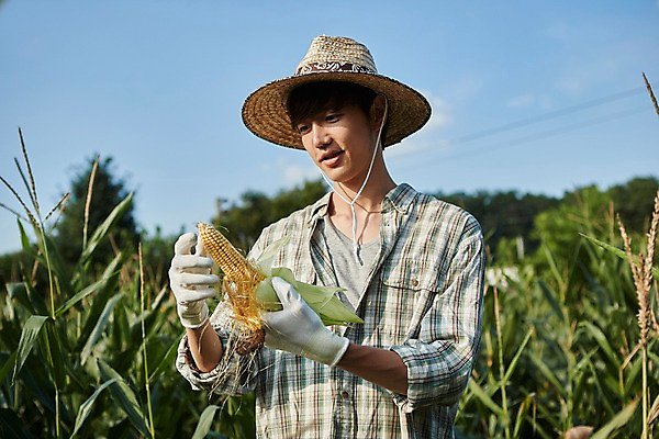 포토 JPG 주간 남자 농업 사진 옥수수 한명 서기 들기 상반신 20대 성인 야외 앞모습 아웃포커스 농사 한국인 껍질 농촌 시골 농부 귀농 옥수수밭 남자한명만 성인남자한명만 청년농부 국내포토 양주시 자연요소 직업 1 산업 뷰포인트 밭 모션 곡류 촬영기법 사람 동양인 청년 경기도 남자만 성인남자만 파일형식