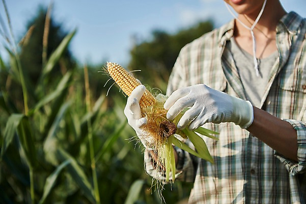 포토 JPG 주간 남자 농업 사진 옥수수 한명 서기 들기 상반신 20대 성인 야외 앞모습 아웃포커스 농사 한국인 껍질 농촌 시골 농부 귀농 옥수수밭 남자한명만 성인남자한명만 청년농부 국내포토 양주시 자연요소 직업 1 산업 뷰포인트 밭 모션 곡류 촬영기법 사람 동양인 청년 경기도 남자만 성인남자만 파일형식