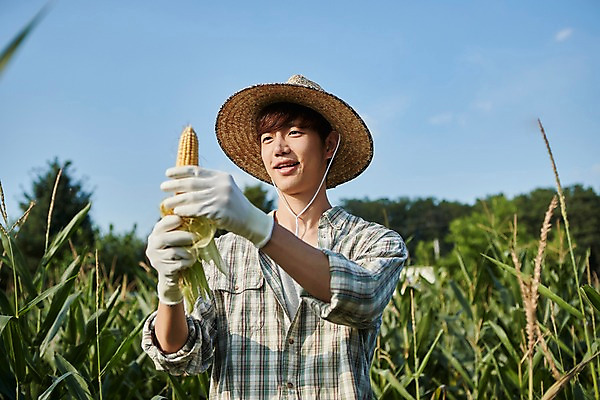 포토 JPG 주간 남자 농업 사진 옥수수 한명 서기 미소 들기 상반신 20대 성인 야외 앞모습 아웃포커스 농사 한국인 껍질 농촌 시골 농부 귀농 옥수수밭 남자한명만 성인남자한명만 청년농부 국내포토 양주시 자연요소 직업 1 산업 뷰포인트 밭 모션 곡류 촬영기법 표정 사람 동양인 청년 경기도 남자만 성인남자만 파일형식