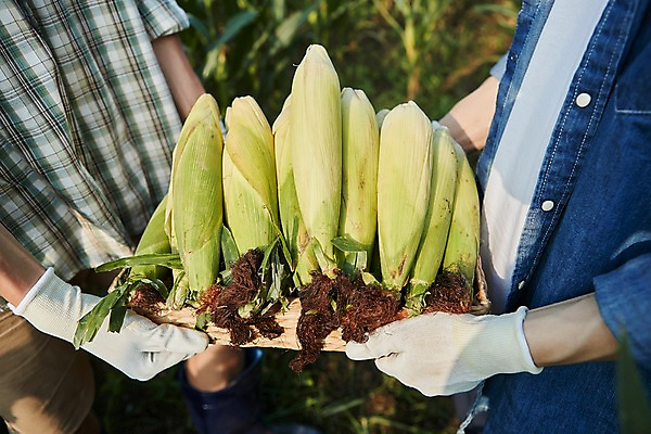 포토 JPG 주간 남자 사진 옥수수 서기 들기 상반신 20대 성인 야외 두명 신체부위 친구 한국인 농촌 시골 농부 귀농 성인남자만 소상공인 청년농부 국내포토 양주시 자연요소 직업 농업 관계 모션 곡류 사람 동양인 청년 경제 상인 경기도 남자만 성인만 파일형식