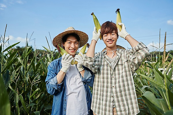 포토 JPG 주간 남자 농업 장난 사진 옥수수 서기 미소 들기 상반신 20대 성인 야외 두명 앞모습 아웃포커스 친구 농사 한국인 농촌 시골 농부 귀농 옥수수밭 성인남자만 청년농부 국내포토 양주시 자연요소 직업 산업 뷰포인트 밭 관계 모션 곡류 촬영기법 표정 사람 동양인 청년 경기도 남자만 성인만 파일형식