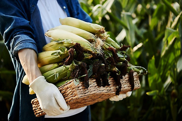 포토 JPG 주간 남자 농업 사진 옥수수 한명 서기 들기 상반신 20대 성인 야외 아웃포커스 신체부위 농사 한국인 농촌 시골 농부 귀농 옥수수밭 남자한명만 성인남자한명만 청년농부 국내포토 양주시 자연요소 직업 1 산업 밭 모션 곡류 촬영기법 사람 동양인 청년 경기도 남자만 성인남자만 파일형식