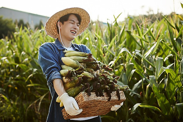 포토 JPG 주간 남자 농업 사진 옥수수 한명 서기 들기 상반신 20대 성인 야외 옆모습 아웃포커스 농사 한국인 농촌 시골 농부 귀농 옥수수밭 힘듦 남자한명만 성인남자한명만 청년농부 국내포토 양주시 자연요소 직업 1 산업 뷰포인트 컨셉 밭 모션 곡류 촬영기법 사람 동양인 청년 경기도 남자만 성인남자만 파일형식