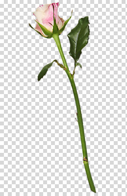 편집 편집이미지 분홍색 한송이 사람없음 장미 PNG 편집소스 1 꽃 컬러 송이 파일형식