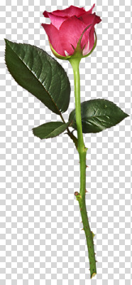 편집 편집이미지 한송이 사람없음 빨간색 장미 PNG 편집소스 1 꽃 컬러 송이 파일형식