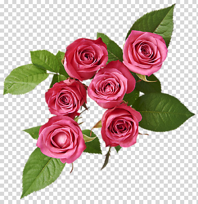 편집 편집이미지 여러송이 나뭇잎 사람없음 장미 PNG 편집소스 꽃 다수 잎 파일형식