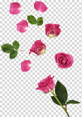 편집 편집이미지 꽃잎 여러송이 나뭇잎 사람없음 장미 PNG 편집소스 꽃 다수 잎 파일형식