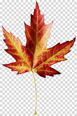 편집 편집이미지 단풍 낙엽 사람없음 PNG 편집소스 잎 파일형식