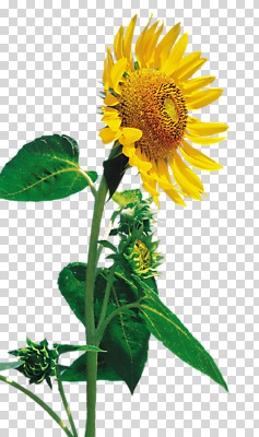 편집 편집이미지 한송이 해바라기 사람없음 PNG 편집소스 1 꽃 송이 파일형식