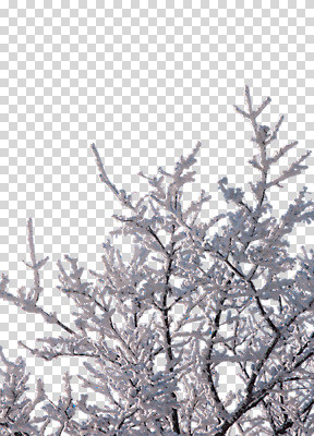 나무 편집 편집이미지 겨울 사람없음 나뭇가지 눈 PNG 편집소스 자연요소 식물 계절 날씨 파일형식