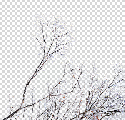 나무 편집 편집이미지 겨울 사람없음 나뭇가지 눈 PNG 편집소스 자연요소 식물 계절 날씨 파일형식