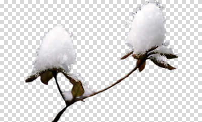 편집 편집이미지 겨울 사람없음 나뭇가지 눈 PNG 편집소스 자연요소 나무 계절 날씨 파일형식