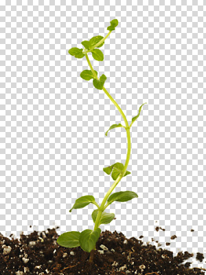 편집 편집이미지 사람없음 새싹 흙 PNG 편집소스 식물 파일형식