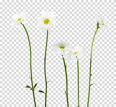 편집 편집이미지 꽃 여러송이 사람없음 흰색 PNG 편집소스 식물 컬러 다수 파일형식