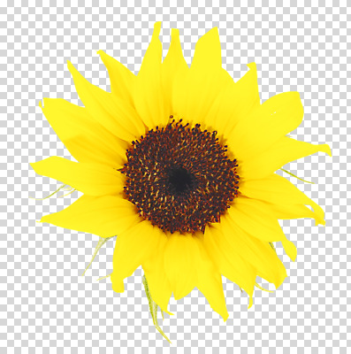 편집 편집이미지 한송이 해바라기 사람없음 노란색 PNG 편집소스 1 꽃 컬러 송이 파일형식