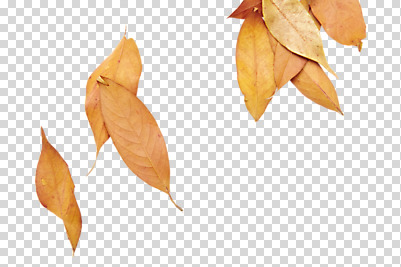 편집 편집이미지 낙엽 사람없음 가을 PNG 편집소스 계절 잎 파일형식