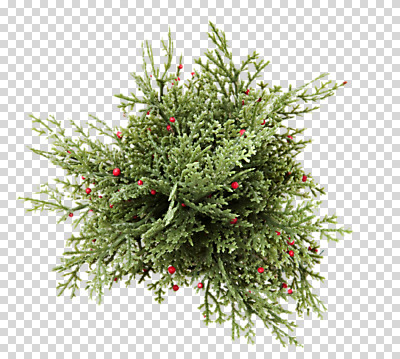 편집 편집이미지 열매 잎 사람없음 PNG 편집소스 식물 파일형식