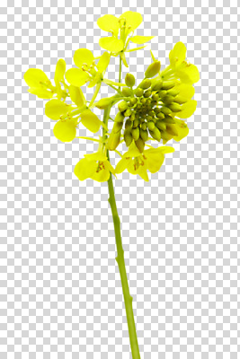 편집 편집이미지 꽃 여러송이 사람없음 노란색 유채 PNG 편집소스 식물 컬러 다수 파일형식