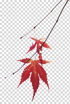 편집 편집이미지 단풍 사람없음 나뭇가지 PNG 편집소스 나무 잎 파일형식