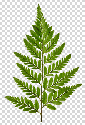 편집 편집이미지 나뭇잎 사람없음 PNG 편집소스 잎 파일형식