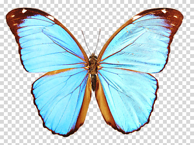 편집 편집이미지 한마리 하늘색 나비 사람없음 PNG 편집소스 1 곤충 파란색 파일형식