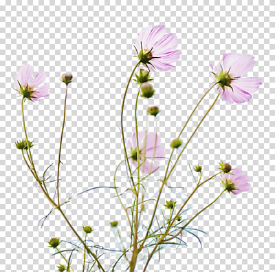 편집 편집이미지 여러송이 사람없음 코스모스 PNG 편집소스 꽃 다수 파일형식