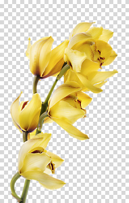 편집 편집이미지 꽃 여러송이 사람없음 노란색 PNG 편집소스 식물 컬러 다수 파일형식