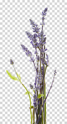 편집 편집이미지 꽃 여러송이 사람없음 라벤더 PNG 편집소스 식물 다수 허브 파일형식