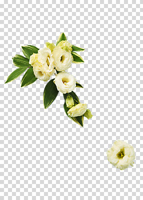 편집 편집이미지 꽃 여러송이 나뭇잎 사람없음 흰색 PNG 편집소스 식물 컬러 다수 잎 파일형식