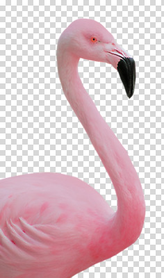 편집 편집이미지 사람없음 플라밍고 PNG 편집소스 조류 파일형식