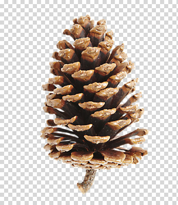 편집 편집이미지 사람없음 솔방울 PNG 편집소스 파일형식