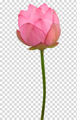 편집 편집이미지 한송이 연꽃 사람없음 PNG 편집소스 1 꽃 송이 파일형식