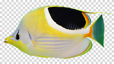 편집 편집이미지 어류 사람없음 열대어 PNG 편집소스 수중동물 파일형식