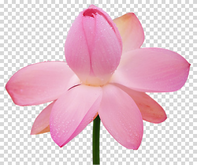 편집 편집이미지 한송이 연꽃 사람없음 PNG 편집소스 1 꽃 송이 파일형식