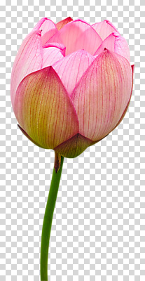 편집 편집이미지 한송이 연꽃 사람없음 PNG 편집소스 1 꽃 송이 파일형식