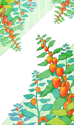 PSD 식물 열매 일러스트 나뭇잎 프레임 사람없음 체크무늬 꽈리 프레임일러스트 국내일러스트 잎 무늬 파일형식