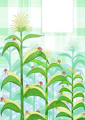 PSD 식물 열매 일러스트 프레임 옥수수 사람없음 체크무늬 프레임일러스트 국내일러스트 무늬 곡류 파일형식