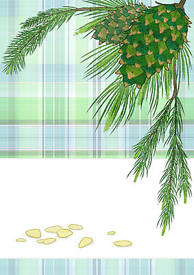 PSD 열매 일러스트 프레임 사람없음 견과류 체크무늬 잣 잣나무 프레임일러스트 국내일러스트 나무 식물 무늬 파일형식