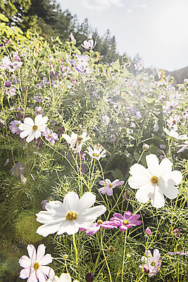 포토 JPG 하늘 한국 풍경 사람없음 아웃포커스 햇빛 코스모스 강원도 꽃축제 태백 국내포토 꽃 아시아 촬영기법 태양 축제 파일형식