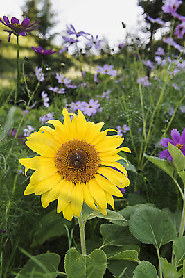 포토 JPG 해바라기 한국 풍경 사람없음 아웃포커스 코스모스 강원도 꽃축제 태백 국내포토 꽃 아시아 촬영기법 축제 파일형식
