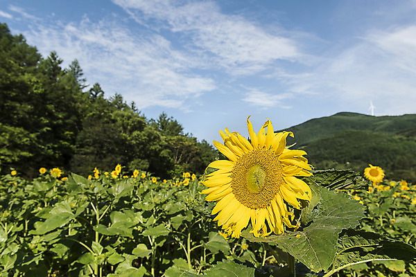 포토 JPG 하늘 해바라기 산 한국 풍경 사람없음 아웃포커스 강원도 꽃축제 태백 국내포토 꽃 아시아 촬영기법 축제 파일형식