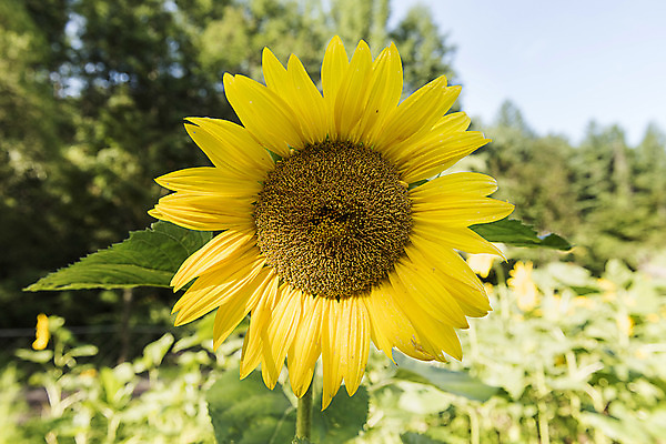 포토 JPG 해바라기 한국 사람없음 아웃포커스 강원도 꽃축제 태백 국내포토 꽃 아시아 촬영기법 축제 파일형식