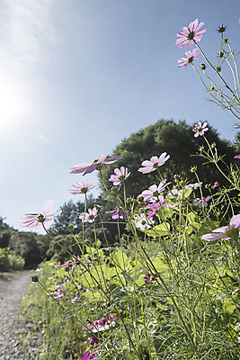 포토 JPG 나무 하늘 한국 사람없음 아웃포커스 햇빛 코스모스 강원도 태백 국내포토 식물 꽃 아시아 촬영기법 태양 파일형식