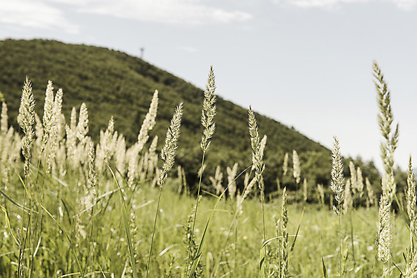 포토 JPG 하늘 산 한국 갈대 풍경 사람없음 강원도 태백 매봉산 국내포토 식물 아시아 파일형식