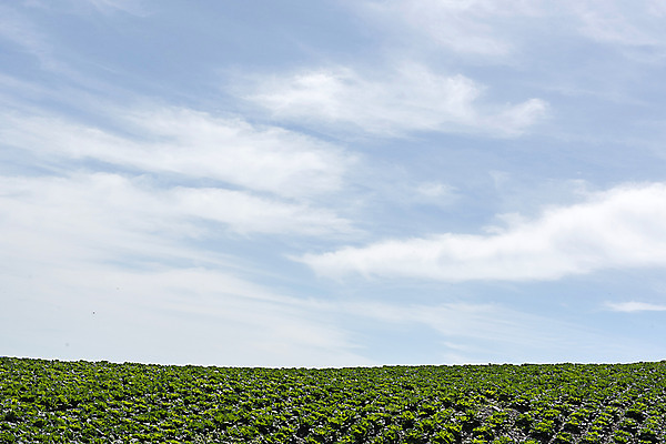 포토 JPG 하늘 한국 풍경 사람없음 강원도 배추밭 태백 고랭지 매봉산 국내포토 아시아 밭 농업 산 파일형식