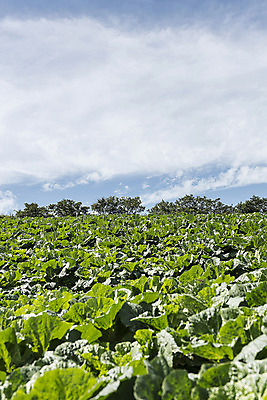 포토 JPG 하늘 한국 풍경 사람없음 강원도 배추밭 태백 고랭지 매봉산 국내포토 아시아 밭 농업 산 파일형식