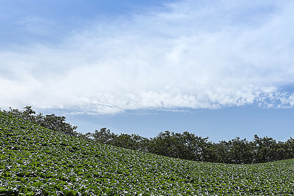 포토 JPG 하늘 산 한국 풍경 사람없음 강원도 배추밭 태백 고랭지 매봉산 국내포토 아시아 밭 농업 파일형식